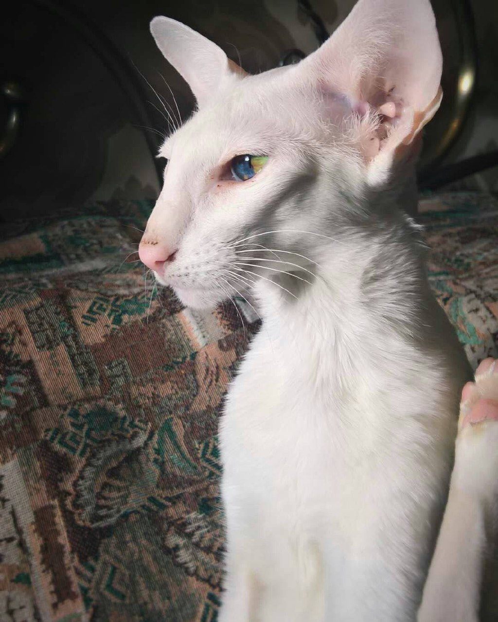 Саймон — кот Эдриана