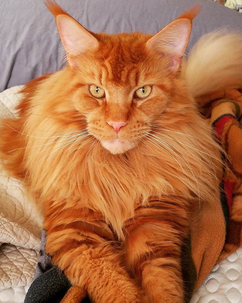Аксель — кот Бьёрна