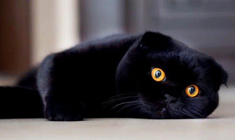 Оскар — кот Данте