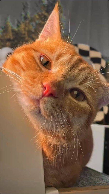 Марлоу — кот Элиаса
