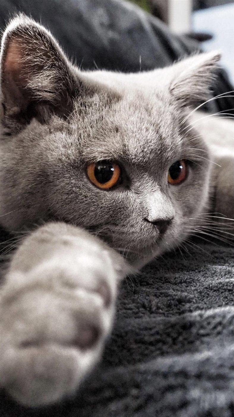 Шэдоу — кот Джулиана